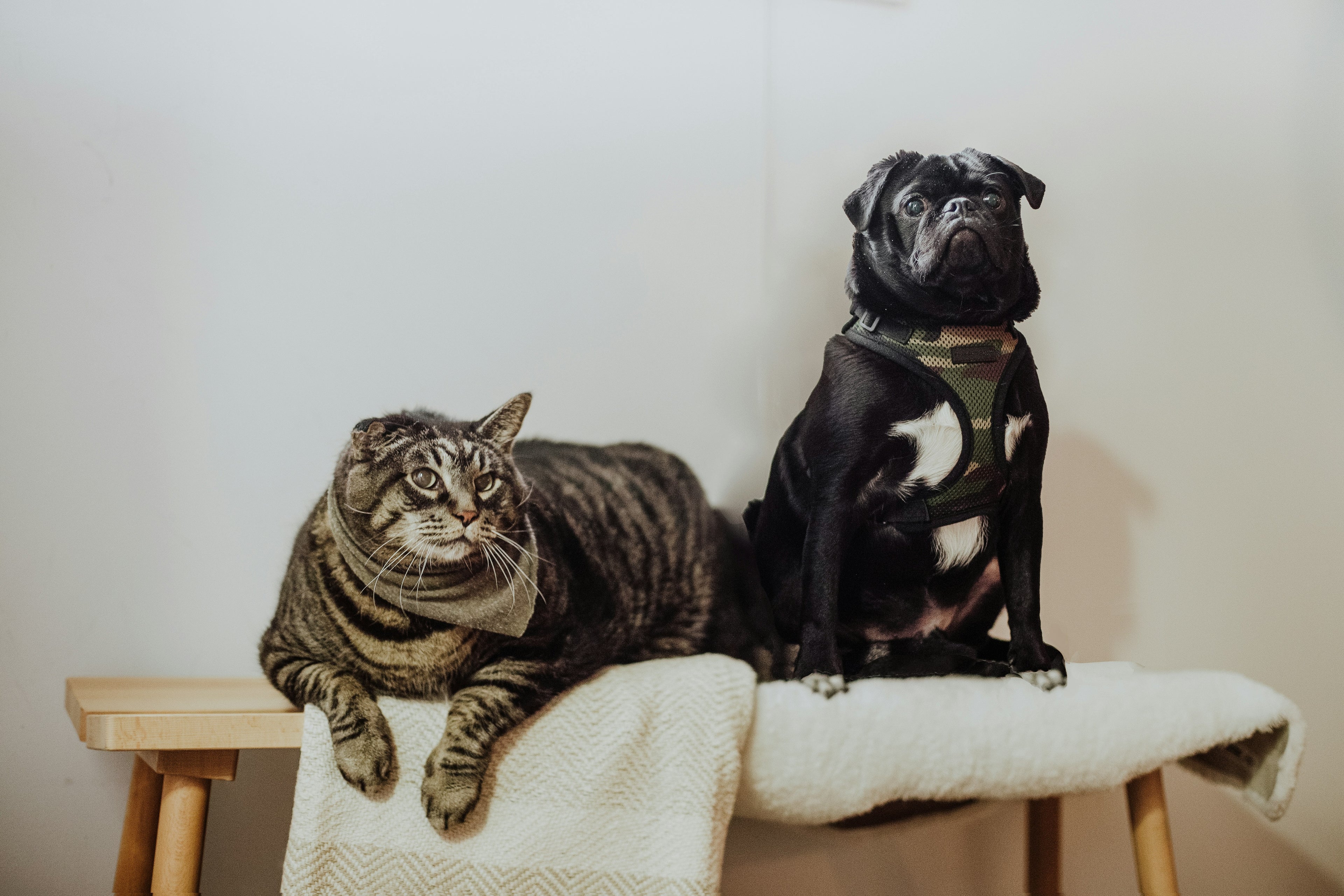 Colliers et harnais tendances pour chiens et cats